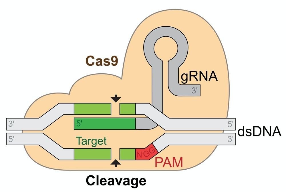 crispr-hiv.jpg crispr-hiv.jpg