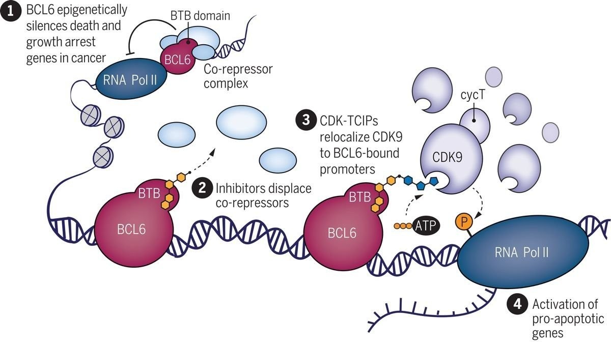 apoptosis-cancer-treatment.jpg apoptosis-cancer-treatment.jpg