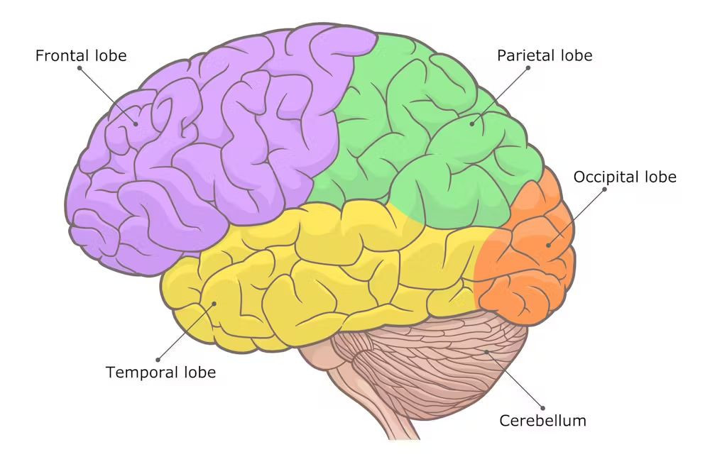 brain-consciousness.jpg brain-consciousness.jpg