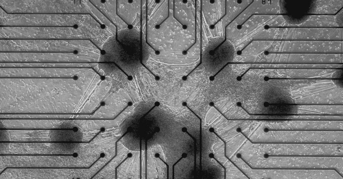 cl1-biological-computer-1.jpg cl1-biological-computer-1.jpg