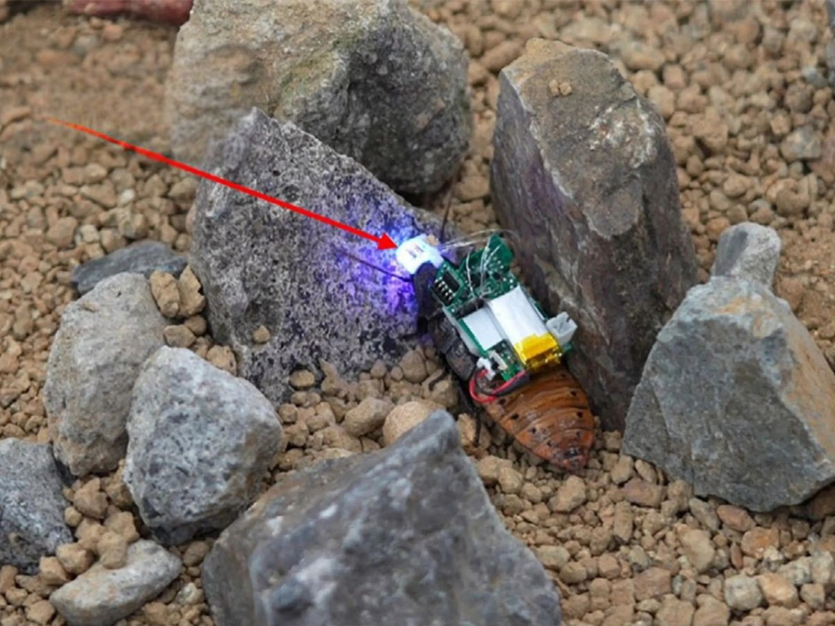 cyborg-cockroaches.jpg cyborg-cockroaches.jpg