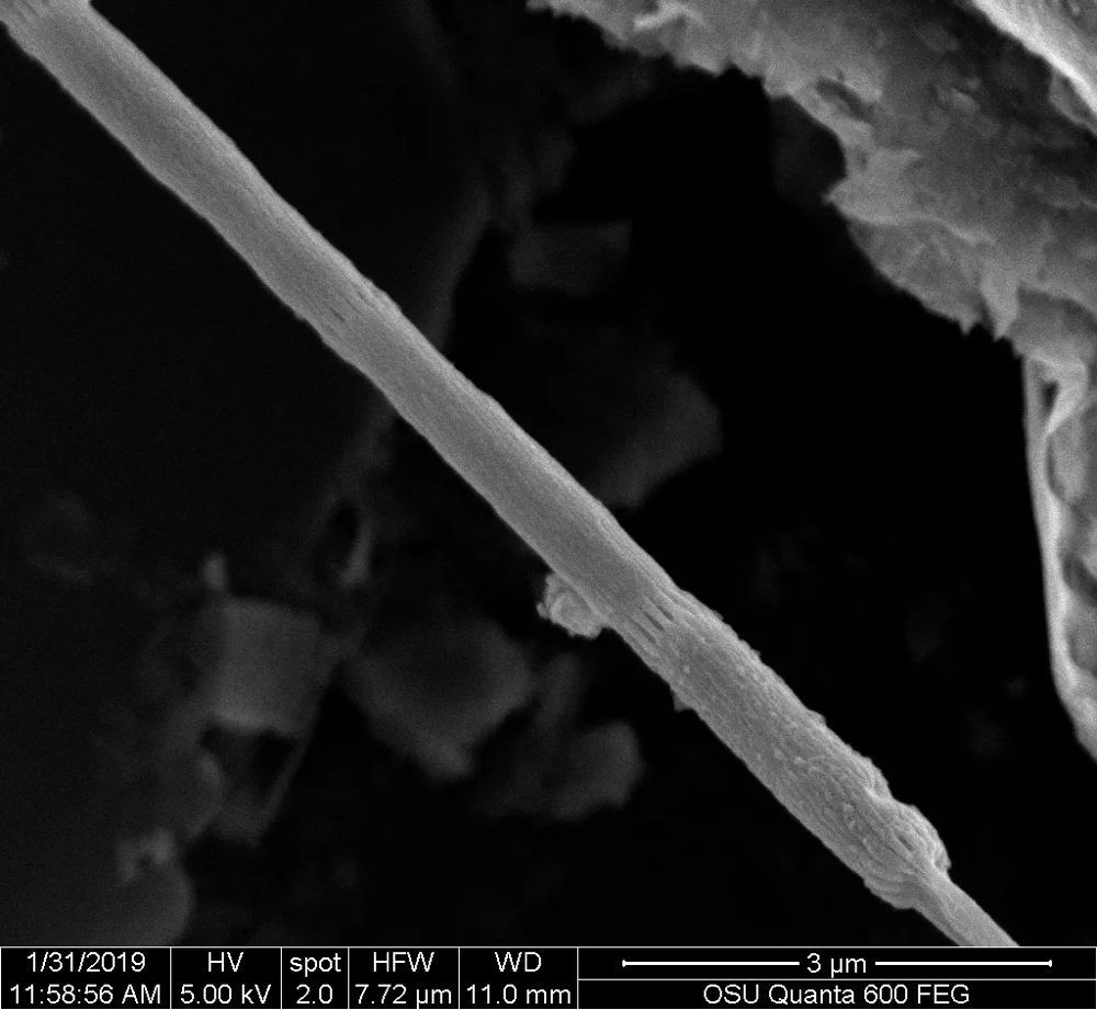 electricity-conducting-bacteria.jpg electricity-conducting-bacteria.jpg