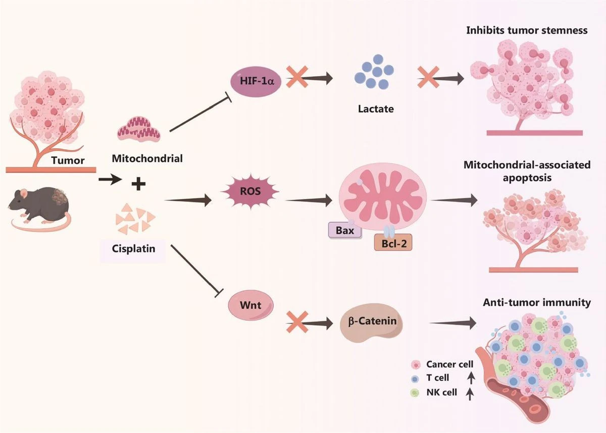 mitochondric-lung-cancer-treatment.jpg mitochondric-lung-cancer-treatment.jpg