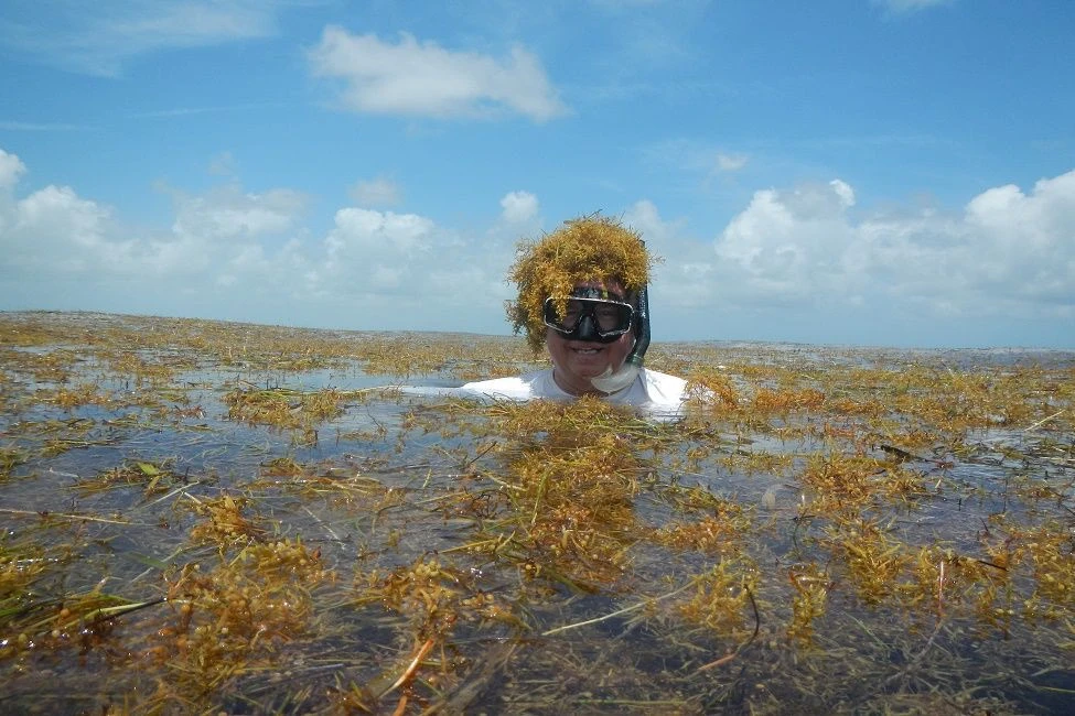 sargassum-1.jpg sargassum-1.jpg