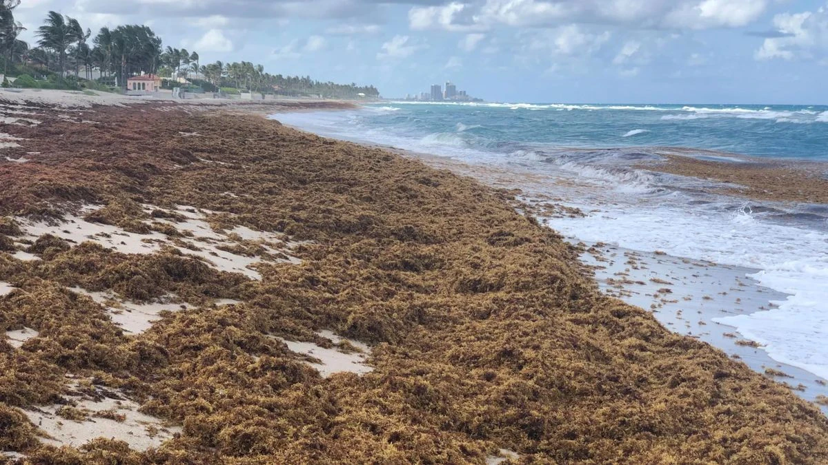 sargassum.jpg sargassum.jpg