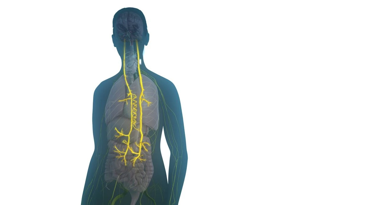 setpoint-system-rheumatoid-arthritis.jpg setpoint-system-rheumatoid-arthritis.jpg