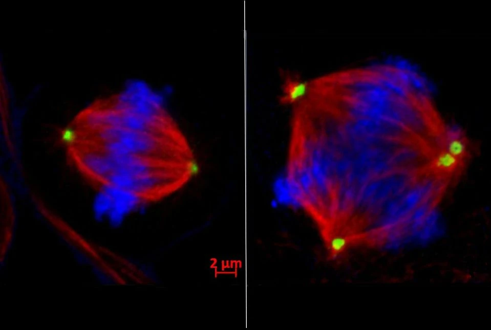 chaos-enzyme.jpg chaos-enzyme.jpg