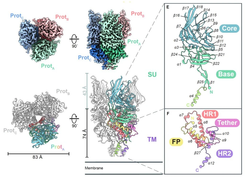 dna-viruses.jpg dna-viruses.jpg