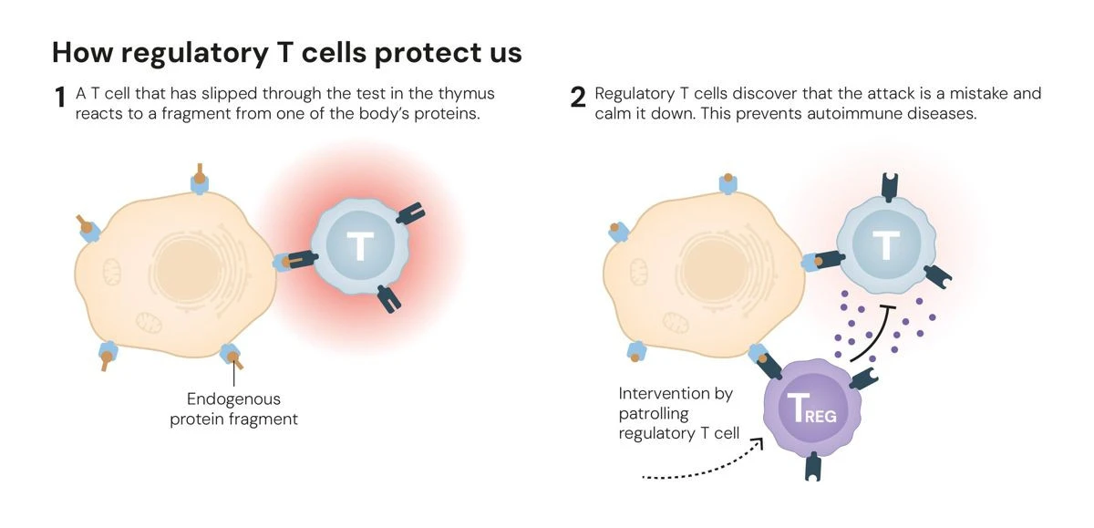 nobel-prize-physiology-2025-1.jpg nobel-prize-physiology-2025-1.jpg