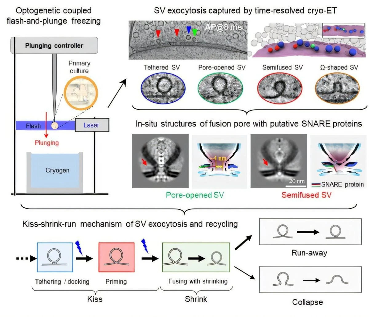 kiss-shrink-run-neurons.jpg kiss-shrink-run-neurons.jpg
