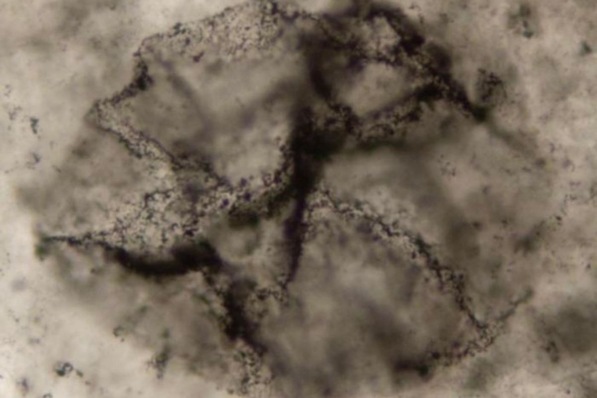 Η AI ξεκλειδώνει αρχαία ίχνη ζωής σε πετρώματα 3,3 δισεκατομμυρίων ετών