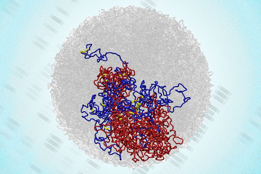 Το MIT ανακάλυψε 3D δομές DNA που επιβιώνουν της κυτταρικής διαίρεσης Το MIT ανακάλυψε 3D δομές DNA που επιβιώνουν της κυτταρικής διαίρεσης