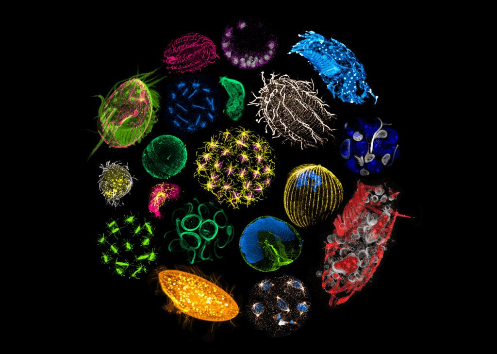 Ένα νέο «μικροσκόπιο» ξεκλειδώνει το αόρατο σύμπαν των ωκεανών