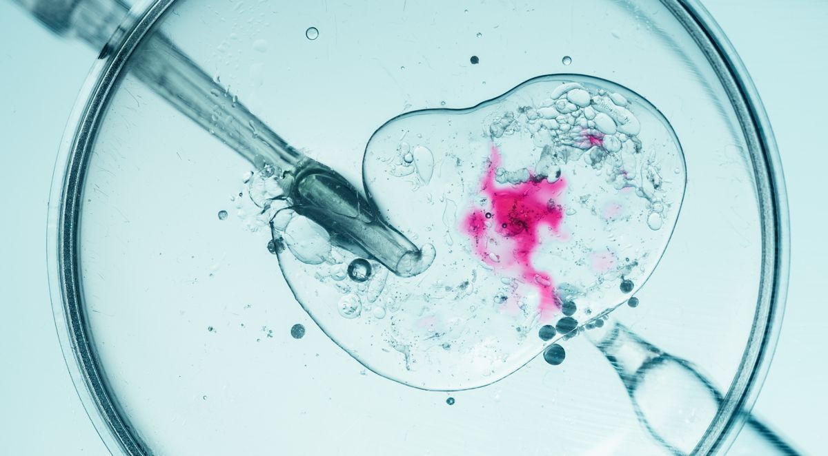 Η «κόλλα» της γονιμότητας: Πώς μια πρωτεΐνη μπορεί να αλλάξει τα δεδομένα στην εξωσωματική