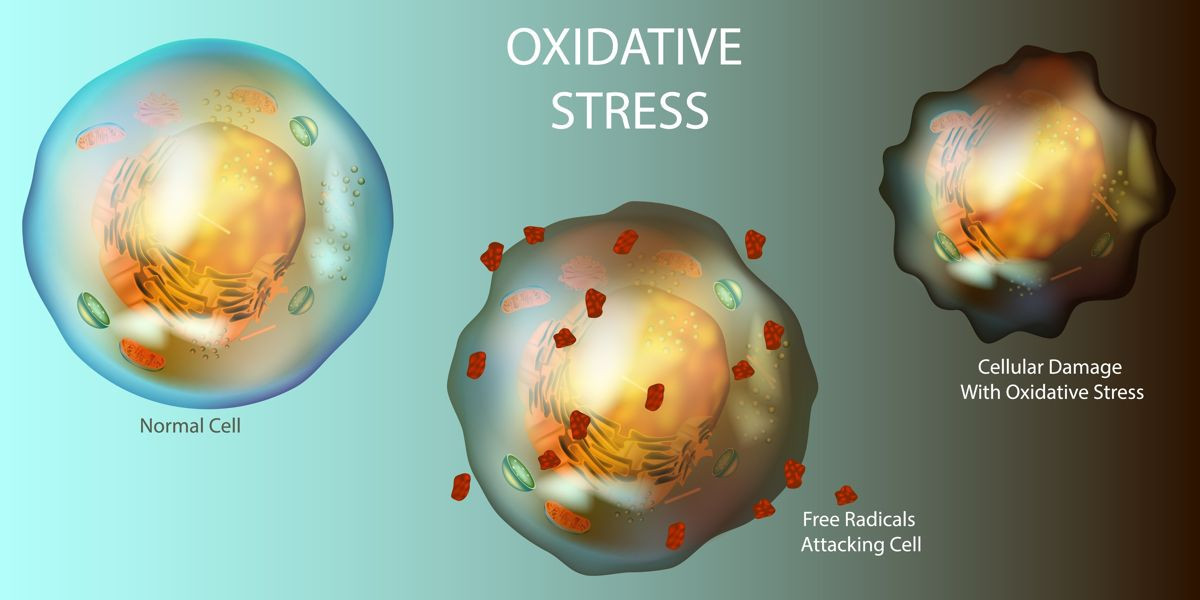 Το «κλειδί» της μακροζωίας: Πώς μια πρωτεΐνη μπορεί να επιβραδύνει τη γήρανση