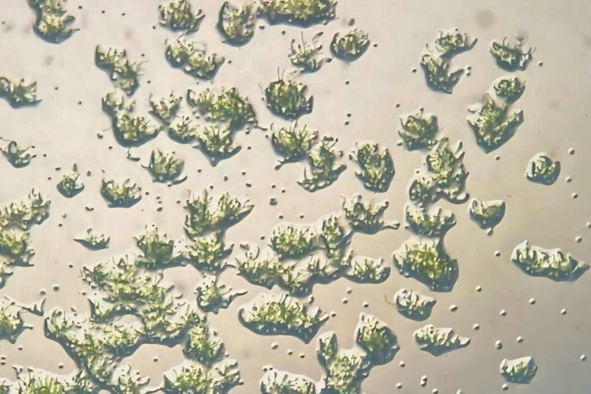 Αυτός ο μικροοργανισμός άντεξε 9 μήνες έξω από τον Διεθνή Διαστημικό Σταθμό