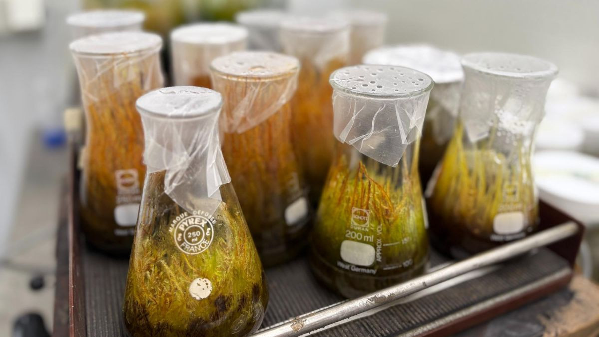 Πώς ένα «ταπεινό» βρύο μεταμορφώνεται σε βιολογικό φίλτρο για τοξικά μέταλλα