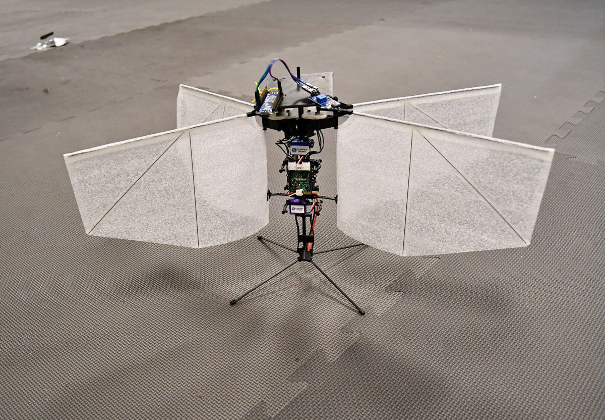 Drone-«σκώρος»: Πετά, ακολουθεί το φως και μαθαίνει χωρίς τεχνητή νοημοσύνη Drone-«σκώρος»: Πετά, ακολουθεί το φως και μαθαίνει χωρίς τεχνητή νοημοσύνη