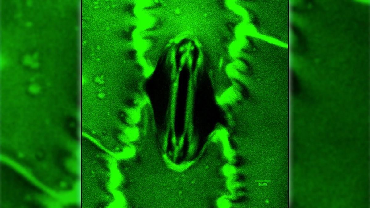 Stomata In-Sight: Η επαναστατική τεχνική που καταγράφει την «αναπνοή» των φυτών και υπόσχεται λύση στην ξηρασία