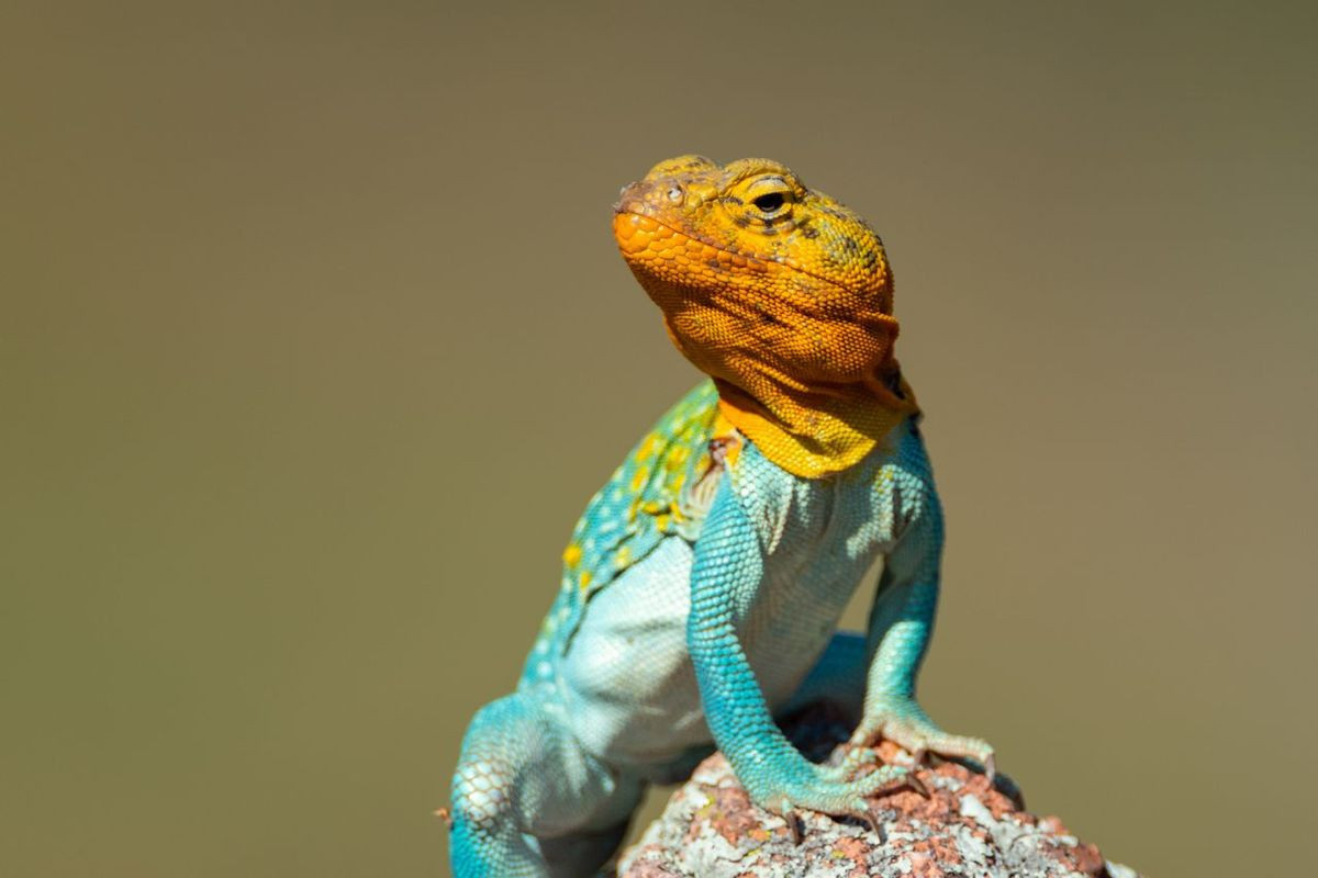 Ο «αόρατος νόμος της θερμοκρασίας» που καθορίζει κάθε μορφή ζωής στη Γη