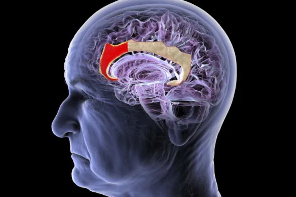 Η «απάντηση» στη Neuralink: Η κινέζικη Gestalta θέλει να συνδέσει τον εγκέφαλο χωρίς εμφυτεύματα