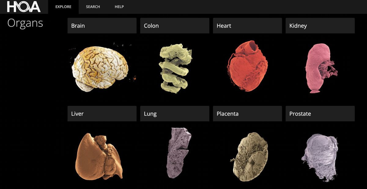 Human Organ Atlas: Ο πρώτος τρισδιάστατος χάρτης ανθρώπινων οργάνων με ανάλυση επιπέδου 1 μικρομέτρου!