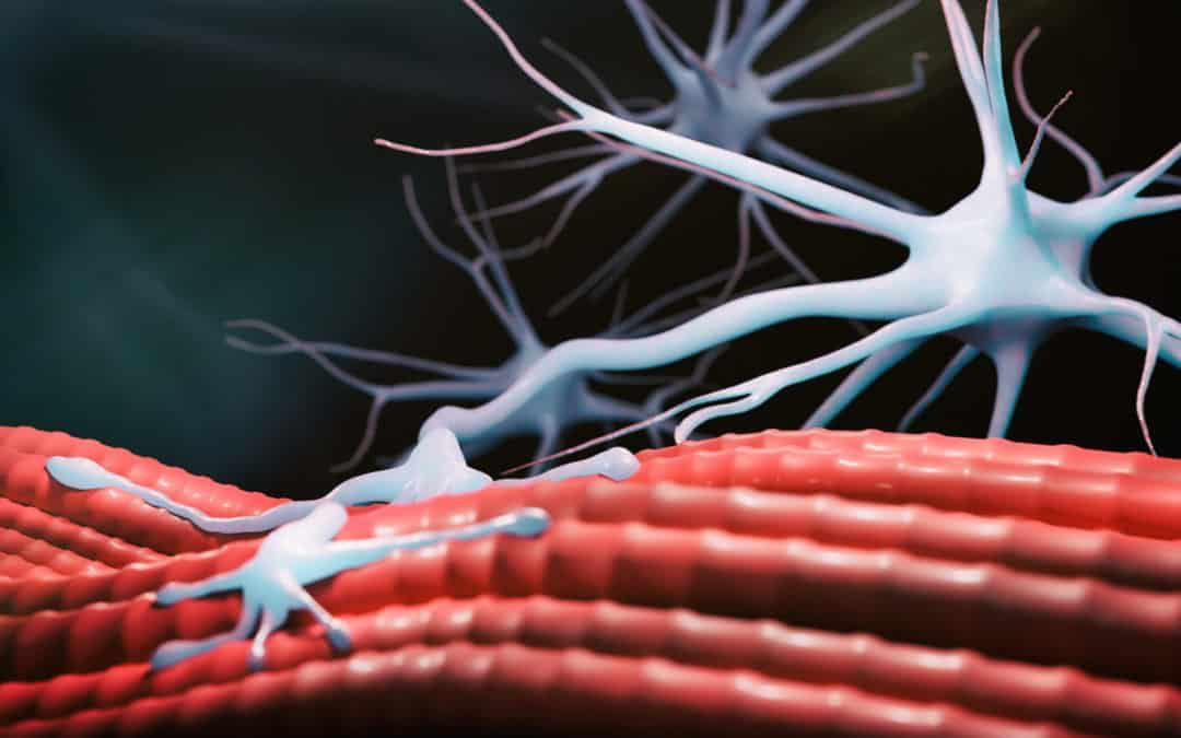 «Ελιξήριο» νεότητας; Επιστήμονες εντόπισαν το μοριακό «σχέδιο» για την αναζωογόνηση των κυττάρων