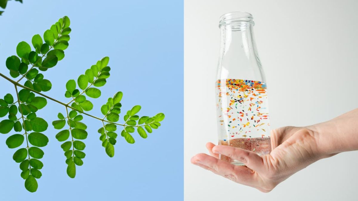 Αυτό το φυτό φιλτράρει τα μικροπλαστικά από το πόσιμο νερό με φυσικό τρόπο