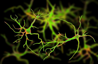 Νανοΐνες αποκαλύπτουν την αληθινή φύση των αστροκυττάρων στον ανθρώπινο εγκέφαλο