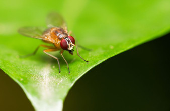 Η AI του MIT προβλέπει την ανάπτυξη της ζωής κύτταρο προς κύτταρο με ακρίβεια 90%!