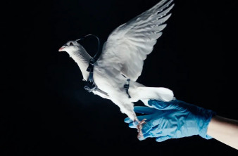 Αυτή η ρωσική startup μετατρέπει περιστέρια σε... τηλεκατευθυνόμενα bio-drones