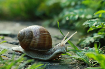 Ρομπότ-σαλιγκάρια για στοχευμένη χορήγηση φαρμάκων κατά του καρκίνου του παχέος εντέρου