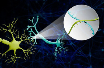 Χαρτογράφησαν «καλωδιώσεις» του εγκεφάλου χρησιμοποιώντας «barcodes» από RNA