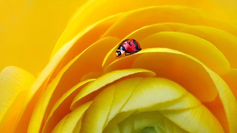 nubia Z20: Διαθέσιμο από σήμερα στην Ευρώπη με διπλή οθόνη και πανίσχυρα specs [Update] | 