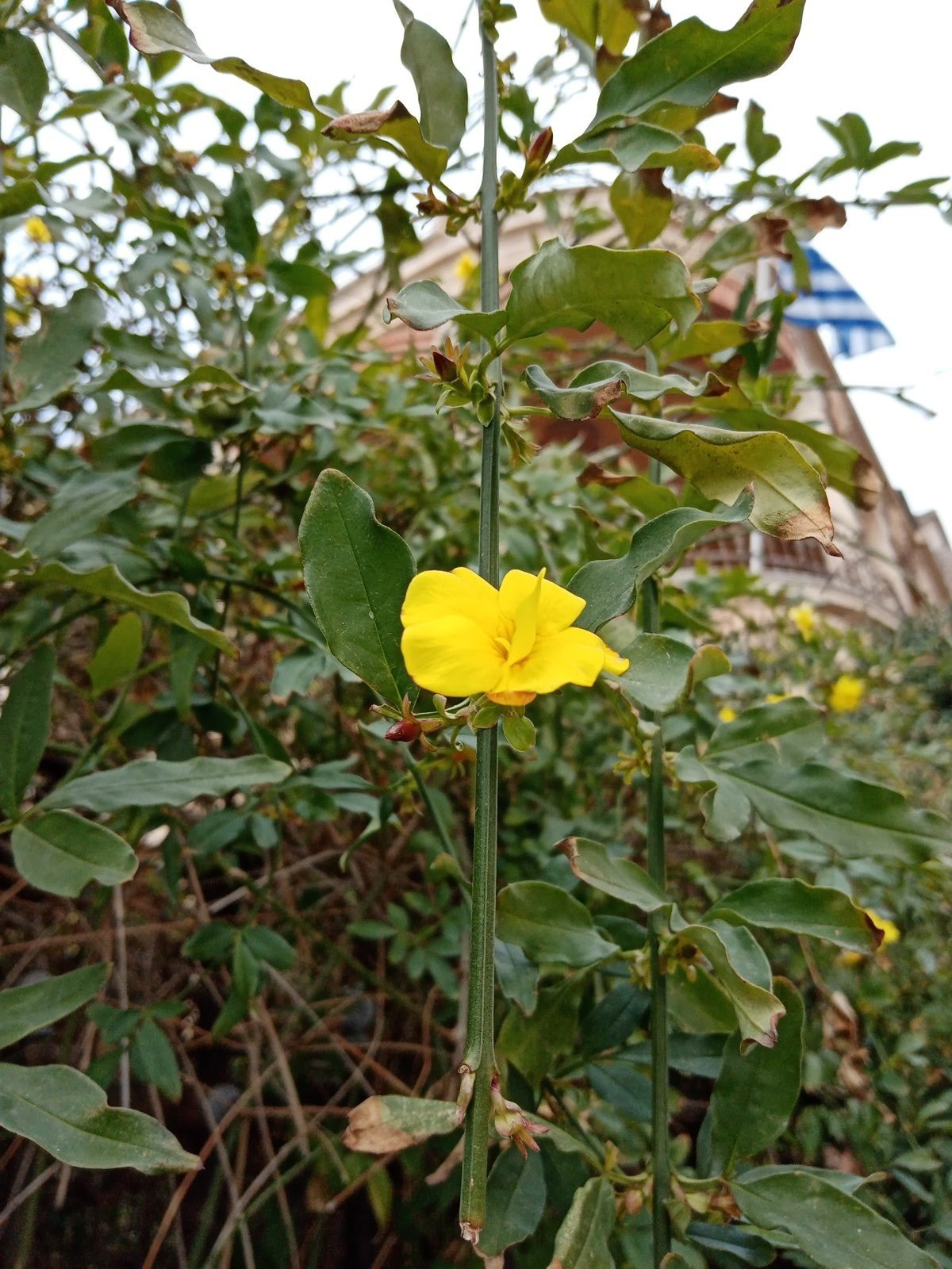 Huawei Y6s: Το όμορφο entry-level με εφαρμογές Google | 