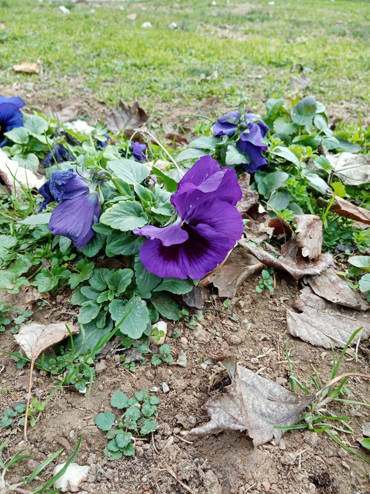 Huawei Y6s: Το όμορφο entry-level με εφαρμογές Google | 