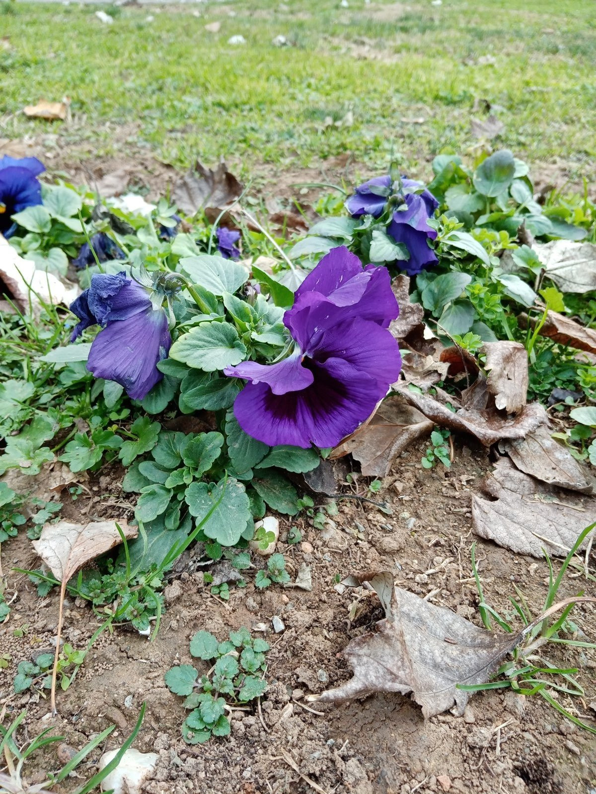 Huawei Y6s: Το όμορφο entry-level με εφαρμογές Google | 