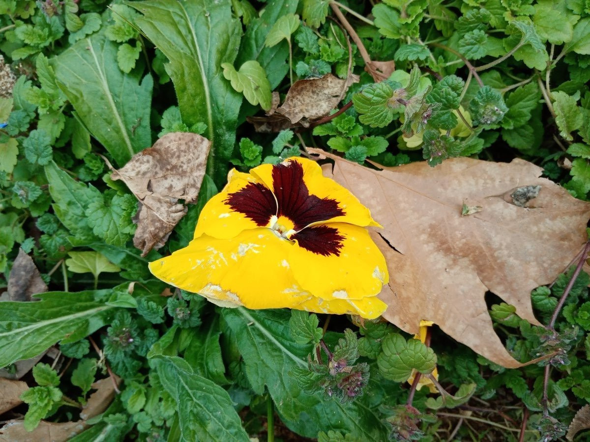 Huawei Y6s: Το όμορφο entry-level με εφαρμογές Google | 