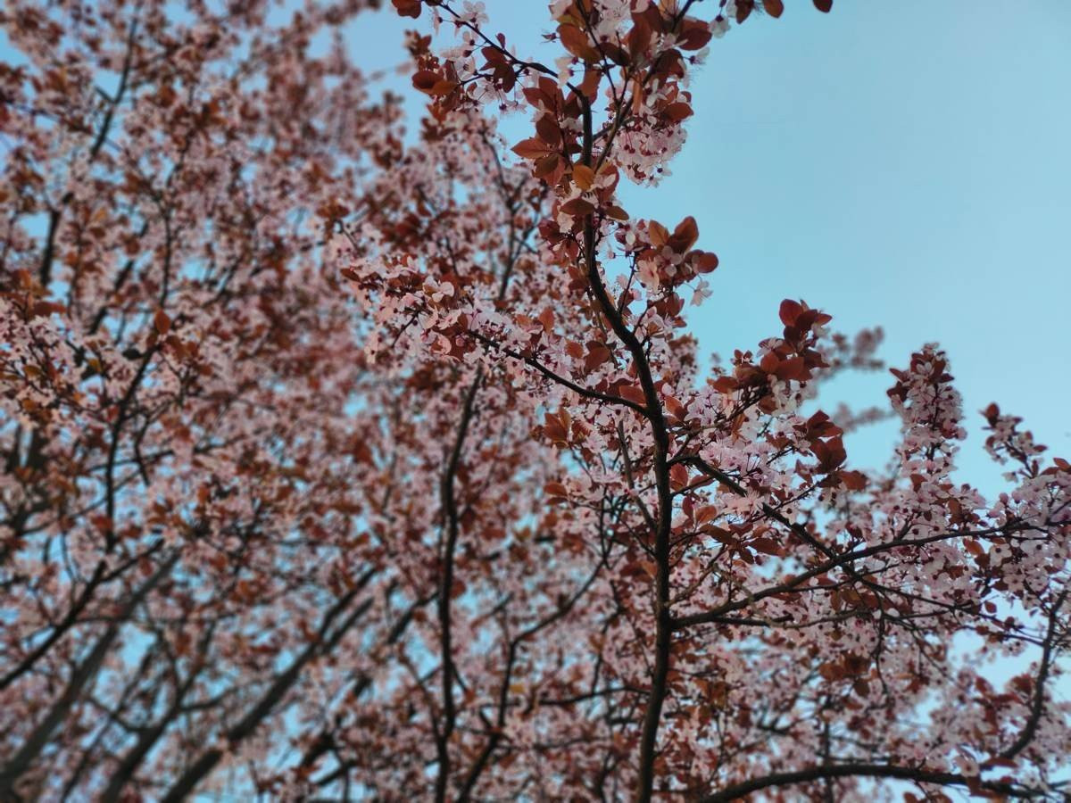 Realme X2 Pro: Μια value-for-money ναυαρχίδα που δεν είναι καθόλου αδιάφορη | 