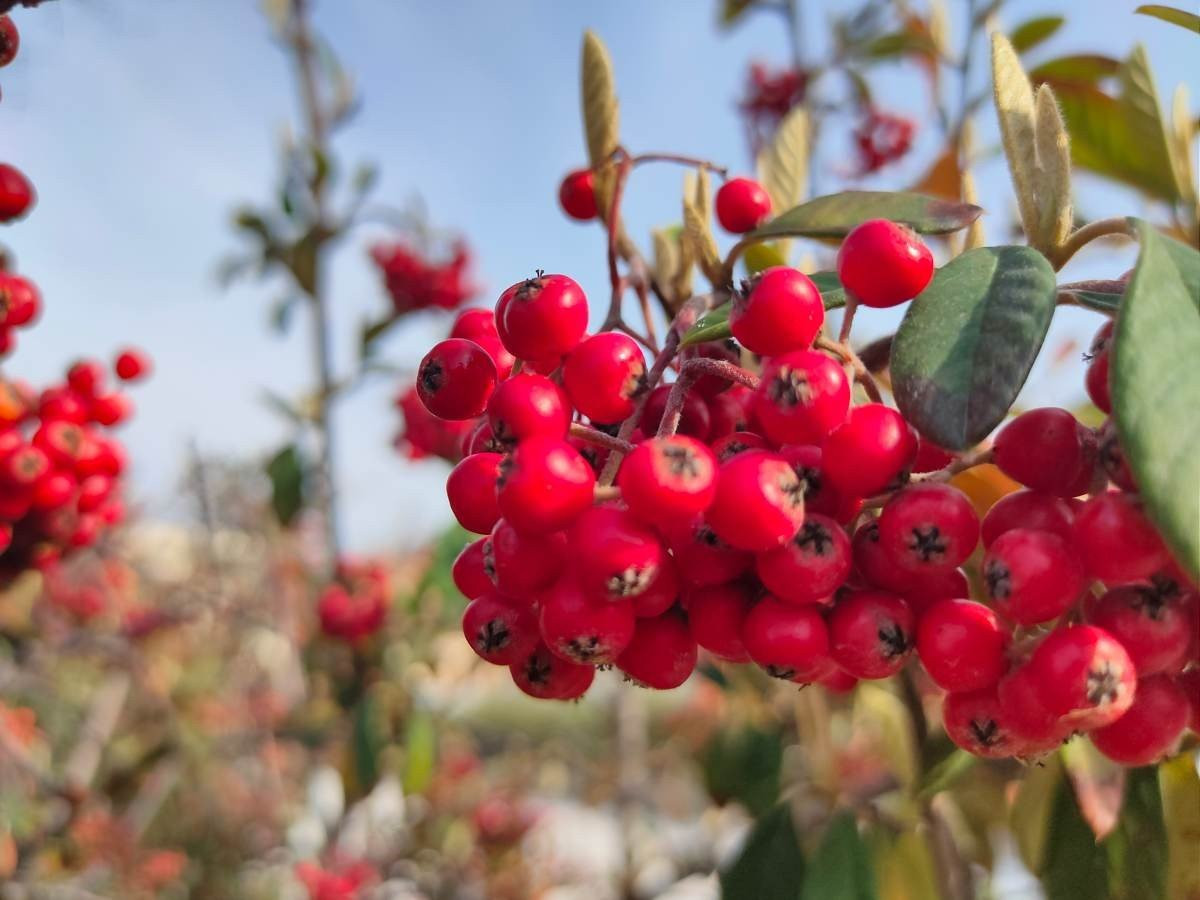 Realme X2 Pro: Μια value-for-money ναυαρχίδα που δεν είναι καθόλου αδιάφορη | 