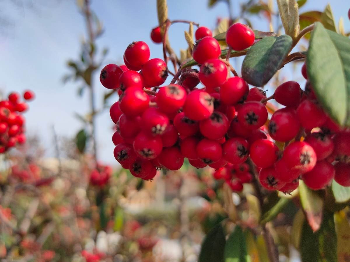 Realme X2 Pro: Μια value-for-money ναυαρχίδα που δεν είναι καθόλου αδιάφορη | 