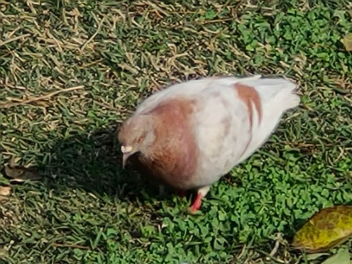 Realme X2 Pro: Μια value-for-money ναυαρχίδα που δεν είναι καθόλου αδιάφορη | 