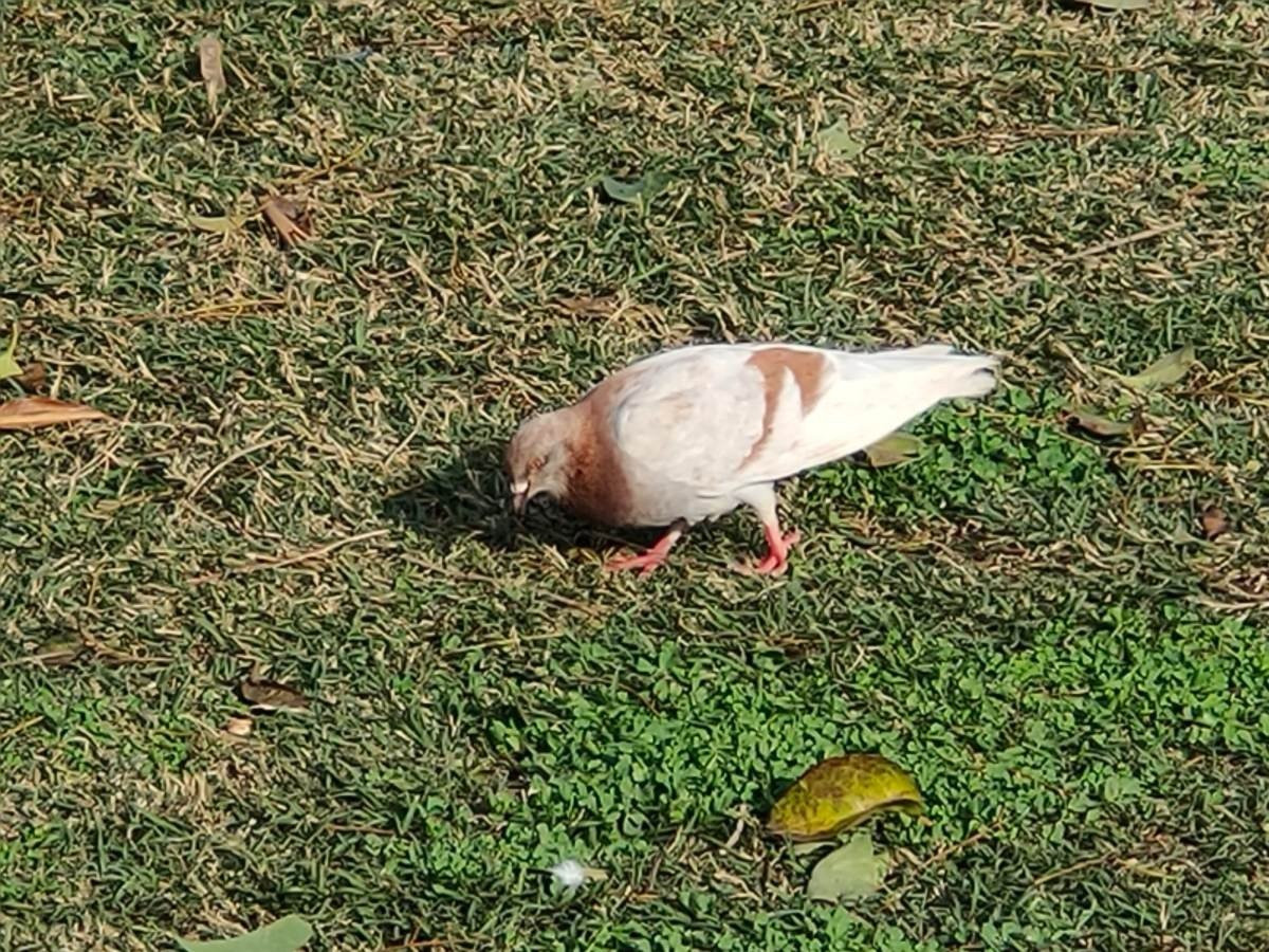 Realme X2 Pro: Μια value-for-money ναυαρχίδα που δεν είναι καθόλου αδιάφορη | 