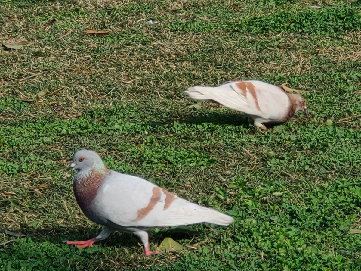 Realme X2 Pro: Μια value-for-money ναυαρχίδα που δεν είναι καθόλου αδιάφορη | 