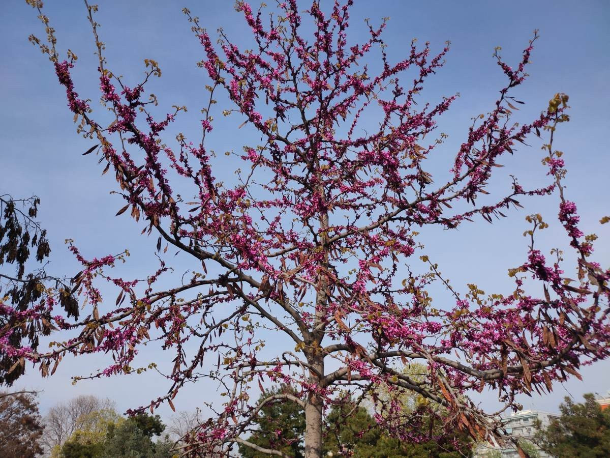 Realme X2 Pro: Μια value-for-money ναυαρχίδα που δεν είναι καθόλου αδιάφορη | 