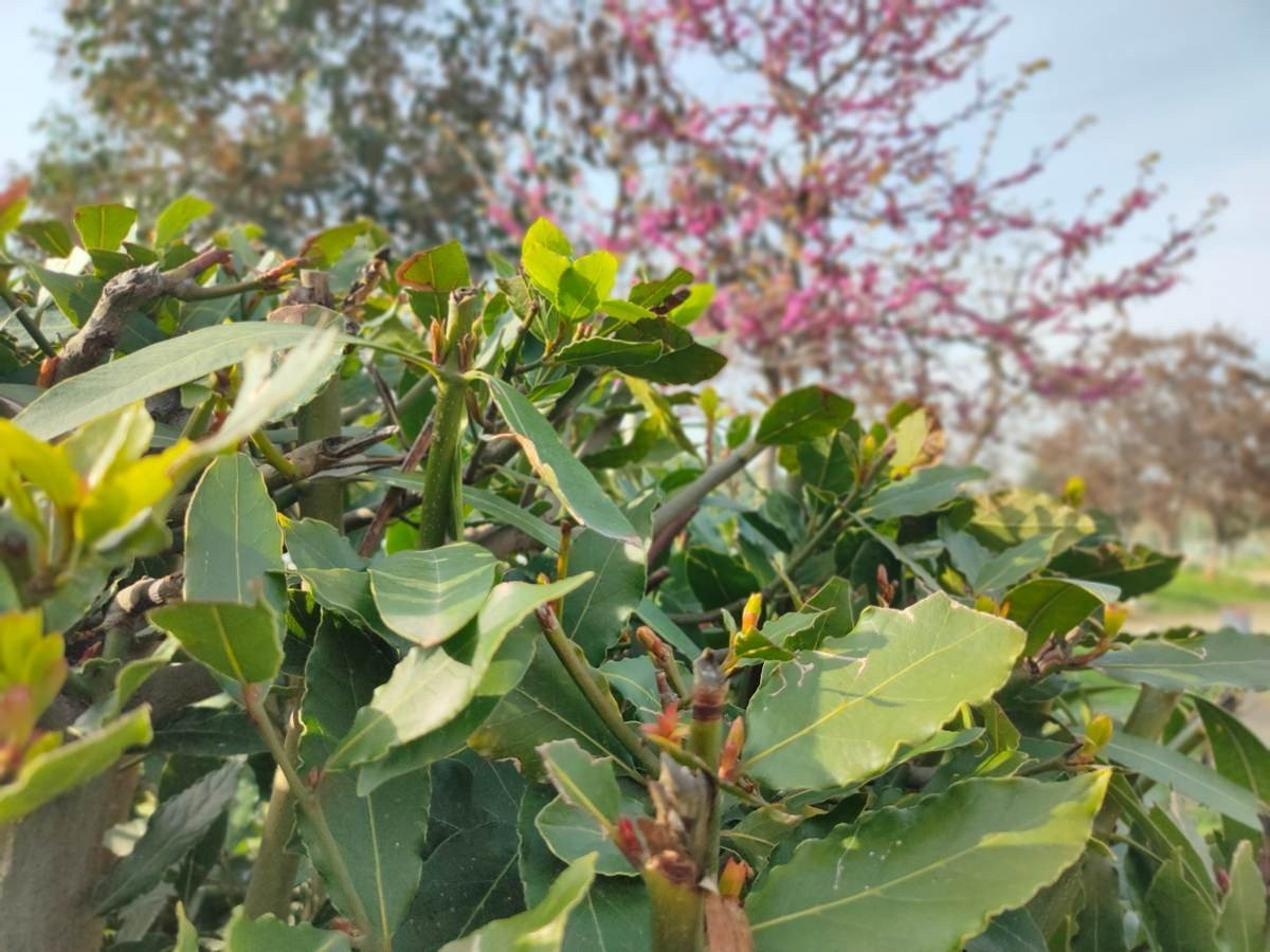 Realme X2 Pro: Μια value-for-money ναυαρχίδα που δεν είναι καθόλου αδιάφορη | 