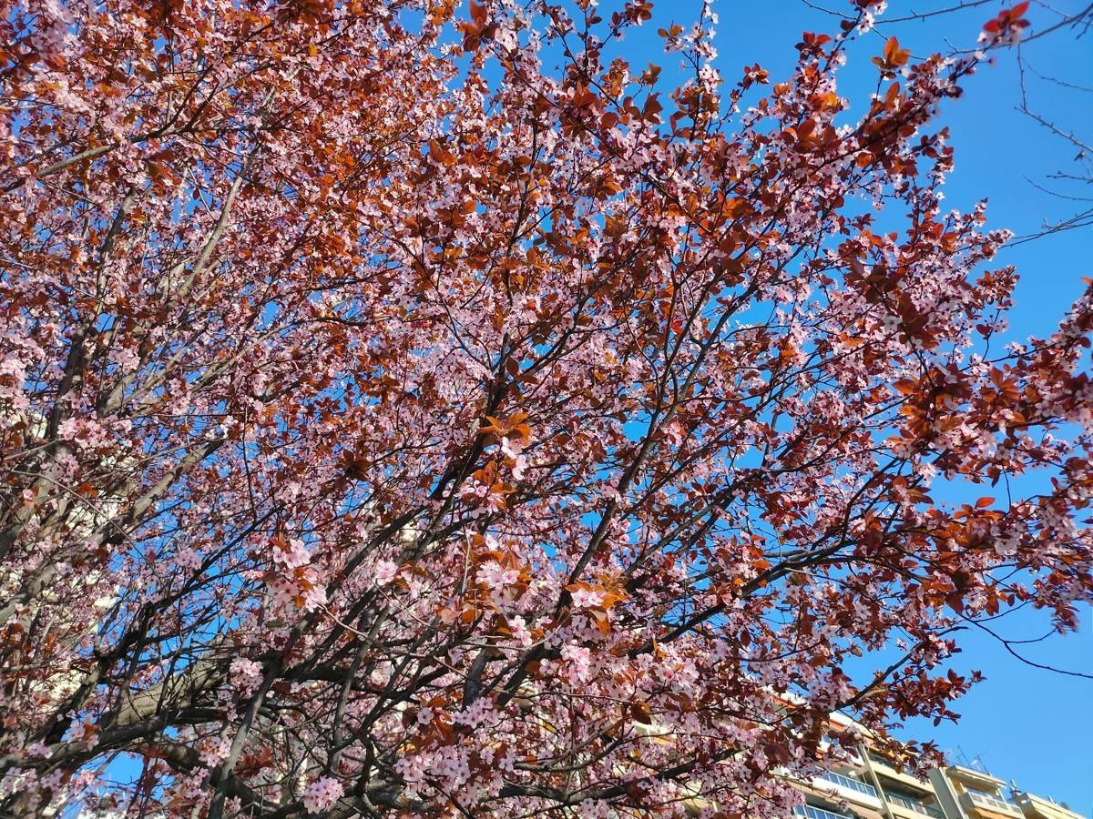 Realme X2 Pro: Μια value-for-money ναυαρχίδα που δεν είναι καθόλου αδιάφορη | 