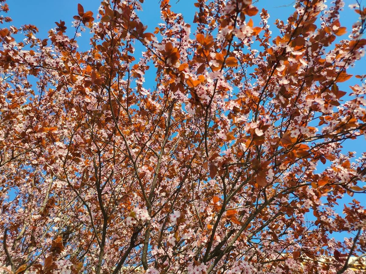 Realme X2 Pro: Μια value-for-money ναυαρχίδα που δεν είναι καθόλου αδιάφορη | 