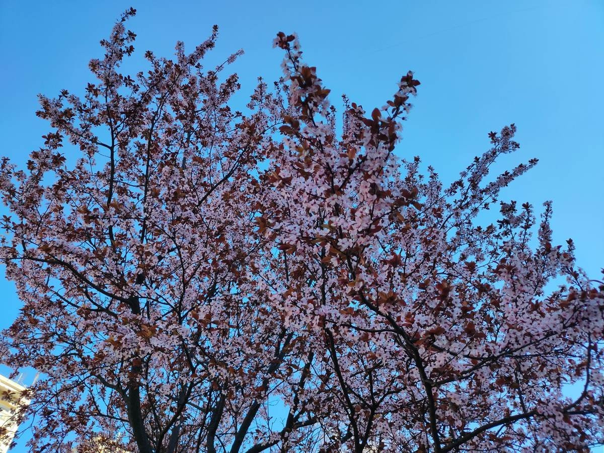 Realme X2 Pro: Μια value-for-money ναυαρχίδα που δεν είναι καθόλου αδιάφορη | 