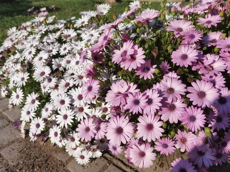 Huawei P40 Pro: Οι «τρικλοποδιές» δεν του στερούν τον τίτλο του κορυφαίου | 